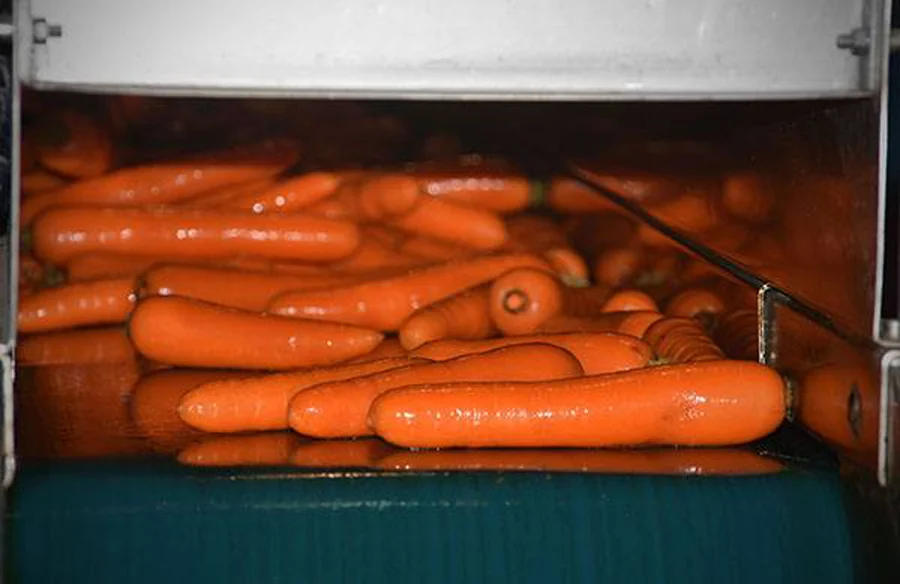 Comarca de Vallelado lavado zanahorias.webp